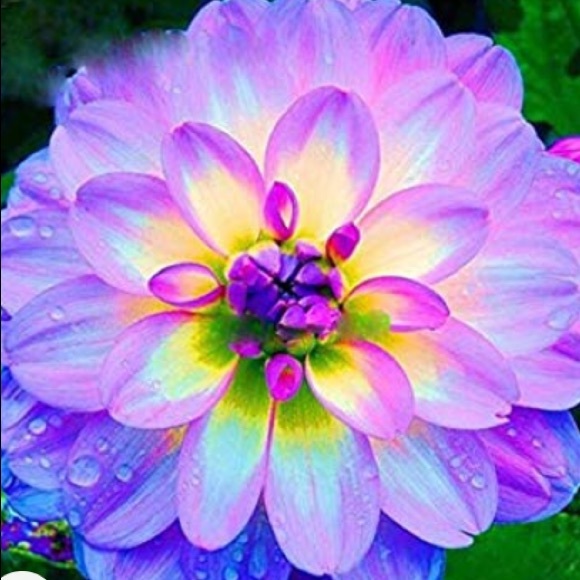 alyson1115